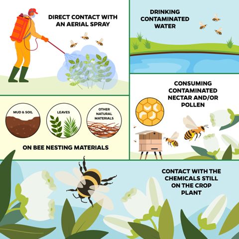 Different ways in which bee pollinators can be exposed to pesticides in blueberry fields.