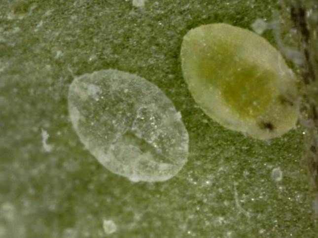 Cast skin (exuviae) is on the left. Note T-shaped exit hole where adult whitefly emerged. A fourth instar whitefly nymph, with red eyes and forming wings visible, is on the right. 