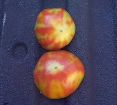 Two tomatoes on a blue surface