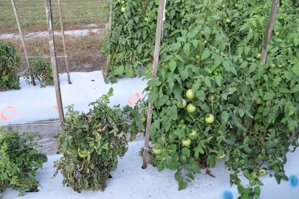 A tomato variety highly susceptible to TYLCV (left) next to a tolerant variety (right) under field conditions of high virus pressure. 