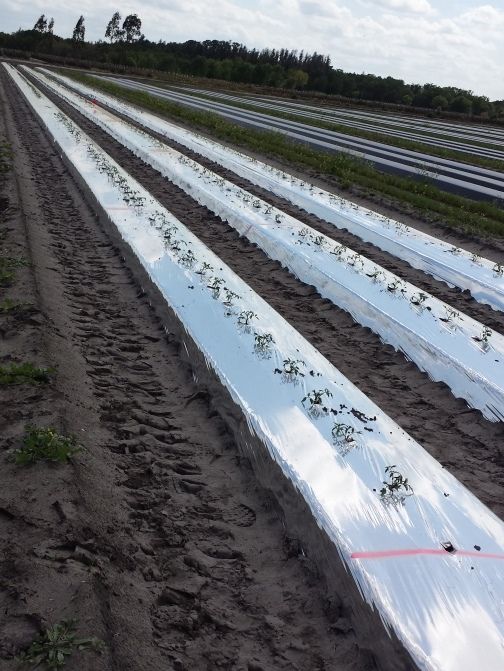 Metalized plastic mulch can help repel whiteflies early in the crop season and reduce transmission of TYLCV. 