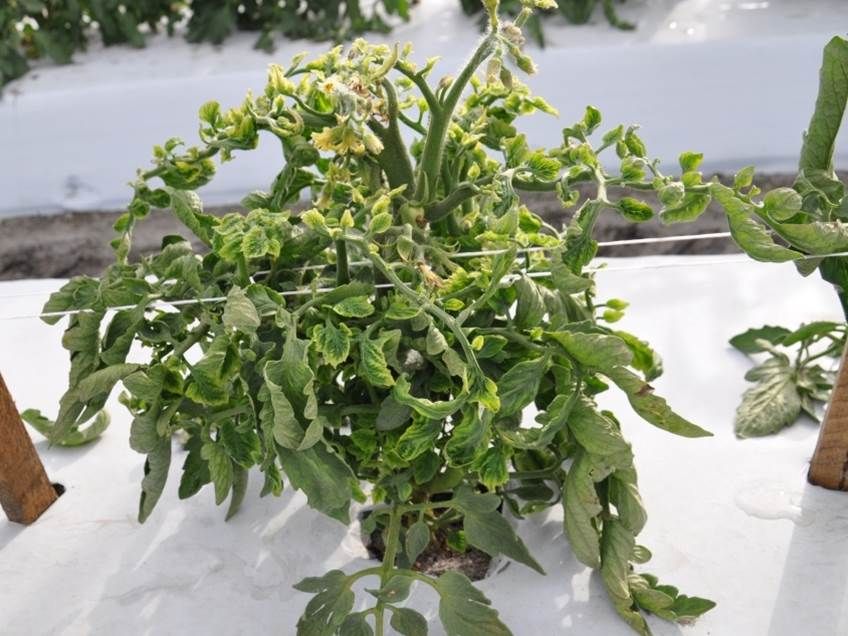 Tomato plant exhibiting symptoms of TYLCV.