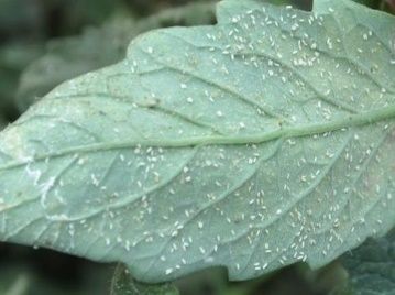 Tomato leaf infested with whiteflies. 