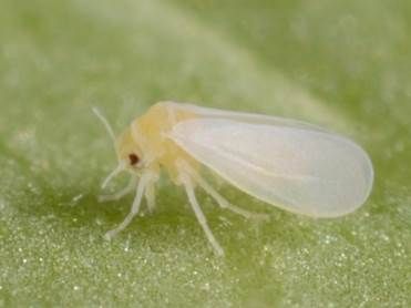 Sweetpotato whitefly (Bemisia tabaci MEAM1) adult. 