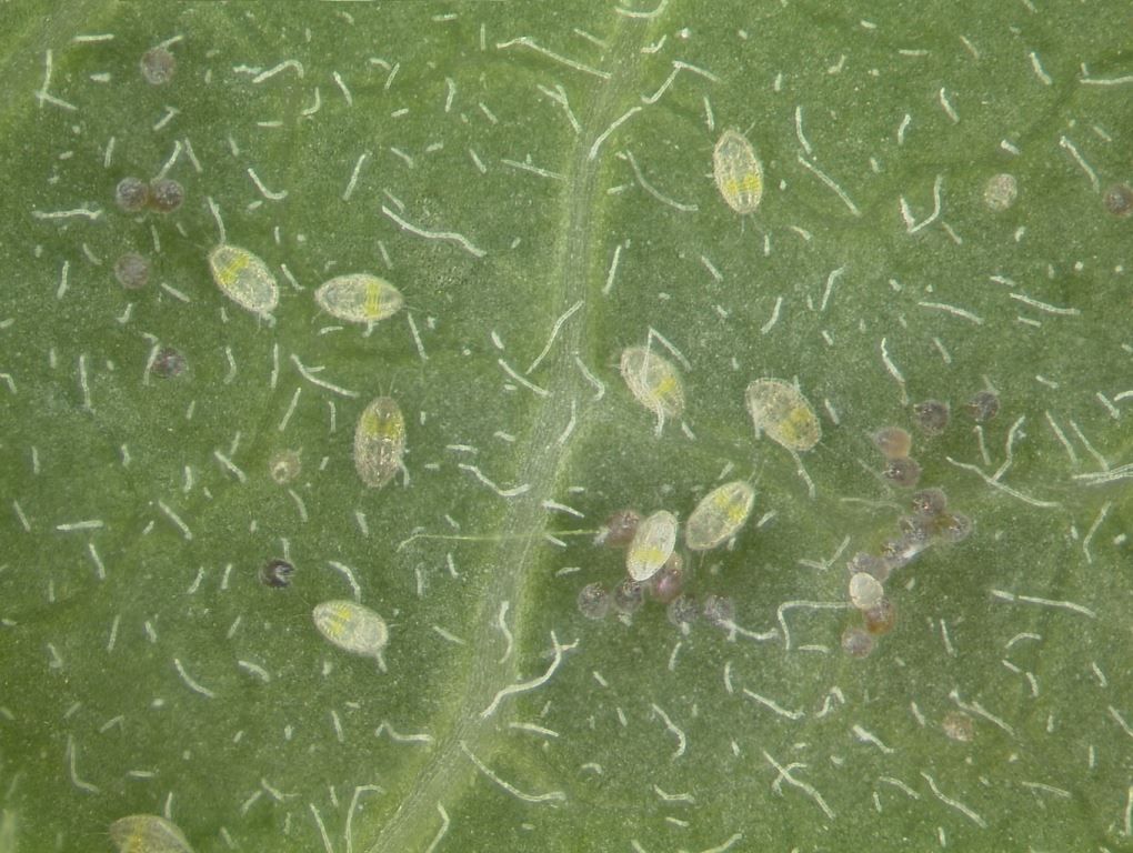 Dark brown shapes are whitefly eggs. Pale yellow shapes are recently hatched crawlers. 