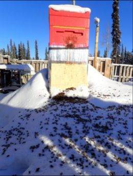 An Apis mellifera colony displaying signs of dysentery. Note the excretions on the hive entrance. 