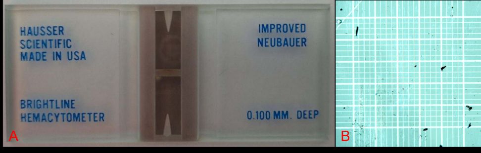 A: Neubauer hemocytometers are used to count microscopic objects by dividing the visual field into standardized areas. B: This image shows a hemocytometer under 50X magnification.