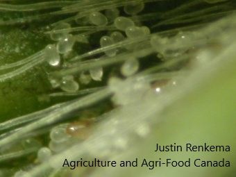 Translucent eggs of cyclamen mites attached to leaf trichomes. 