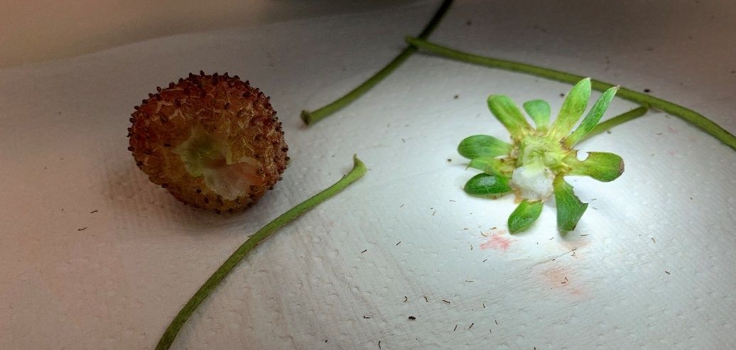 Bronzed and cracked strawberry fruit attacked by thrips. 