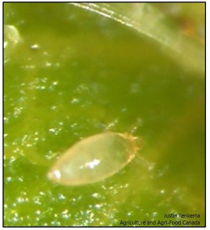 Close up of cyclamen mite adult. 