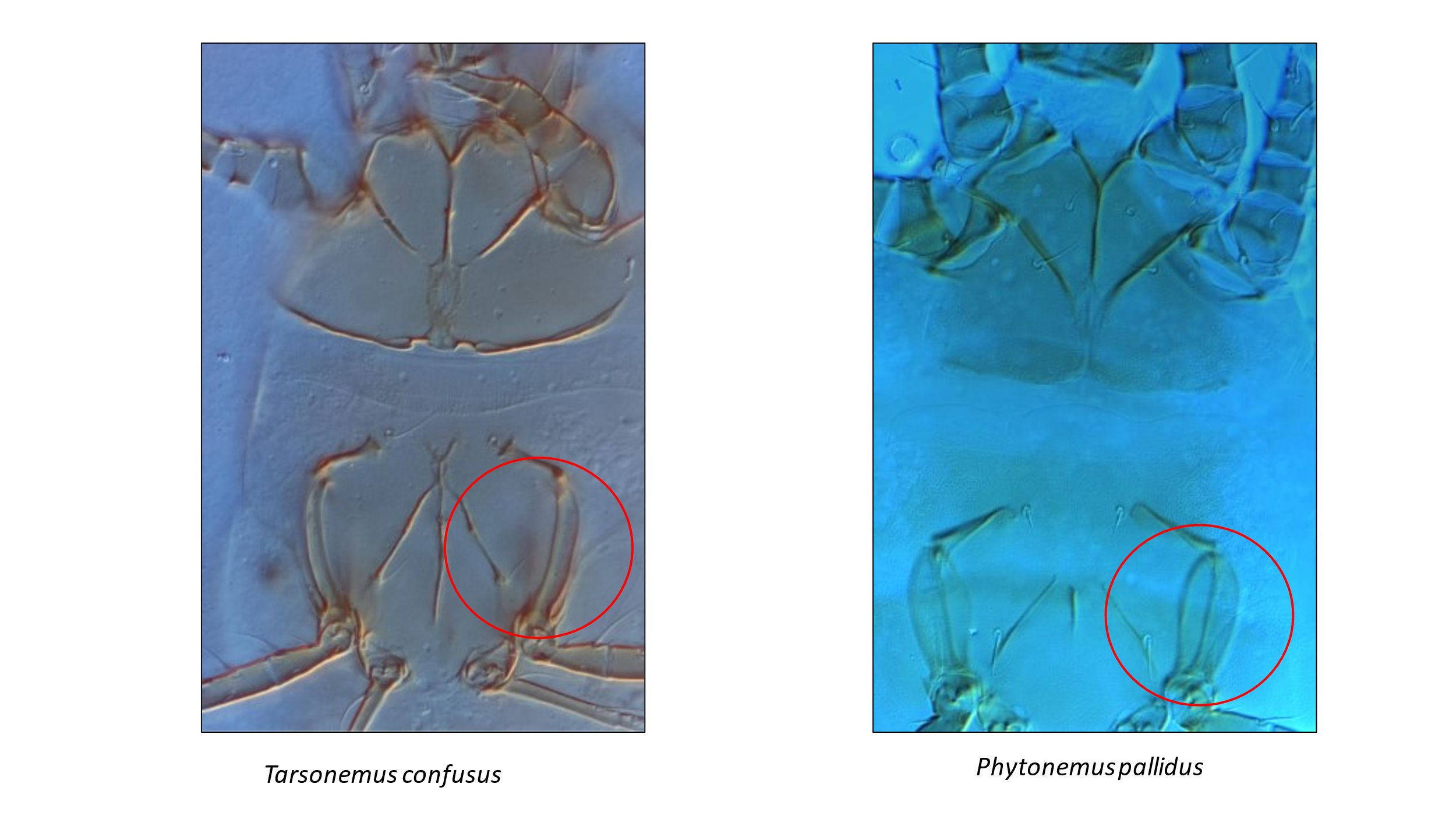 Slide-mounted T. confusus and P. pallidus males. Phytonemus pallidus has flanges (red circle) on the fourth pair of legs to carry the female for mating. T. confusus lacks flanges on the fourth pair of legs. 