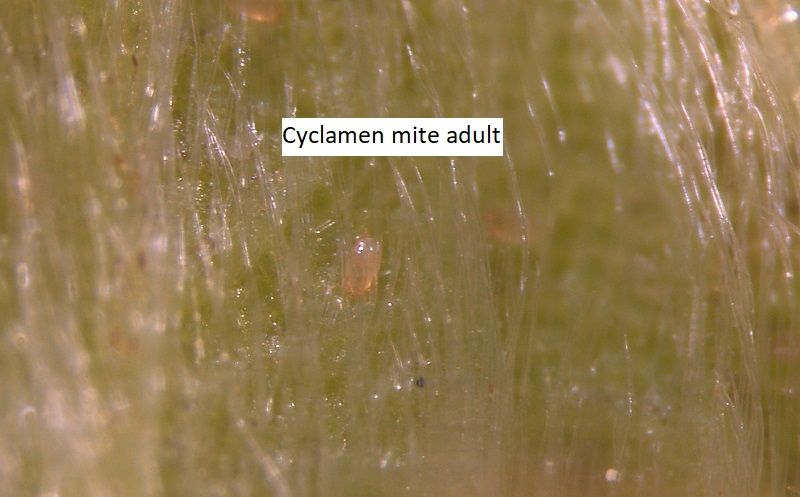 Pale pink and translucent cyclamen mite adults found feeding underneath strawberry fruit calyx. 