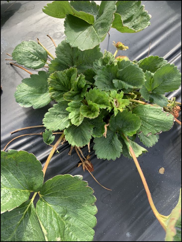 A stunted strawberry plant infested by cyclamen mites. Note crinkled and compacted leaves at the center. 