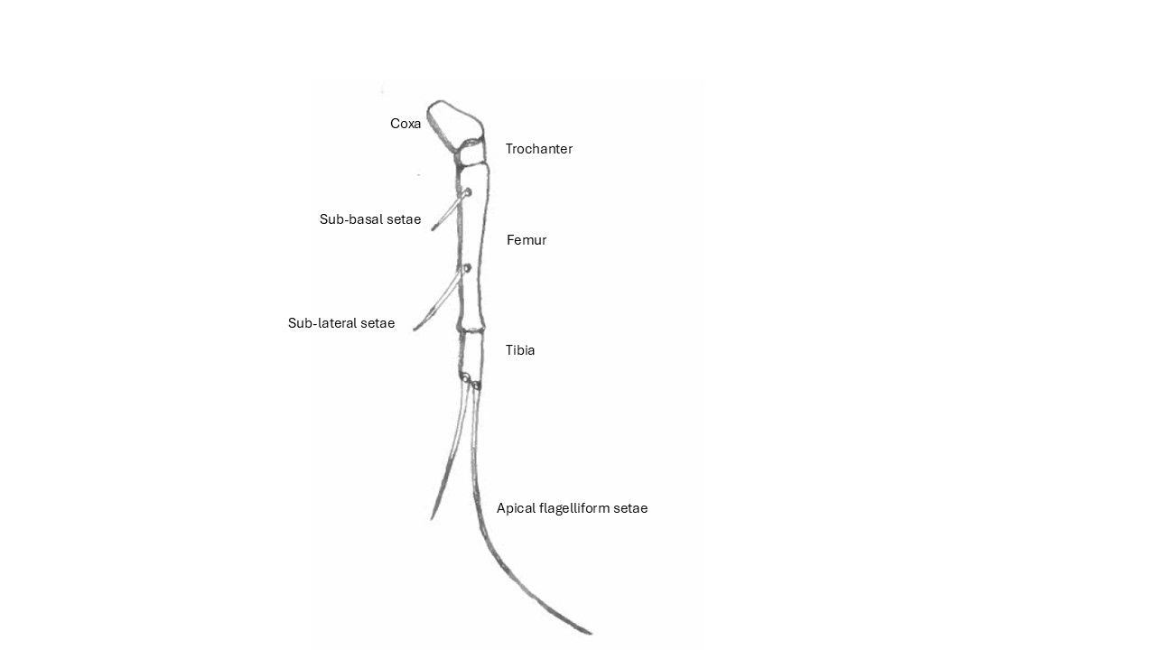 Fourth leg of female T. confuses.