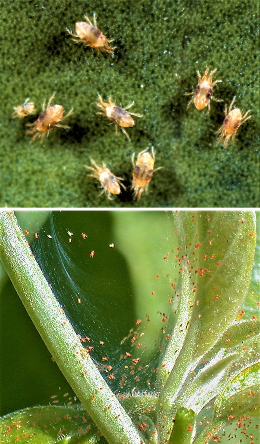 Yellow sticky ribbon and cards (available from Plant Products, a member of Biobest Group) are used to monitor pest population activities. 