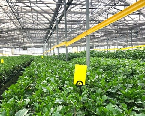 Yellow sticky ribbon and cards (available from Plant Products, a member of Biobest Group) are used to monitor pest population activities. 