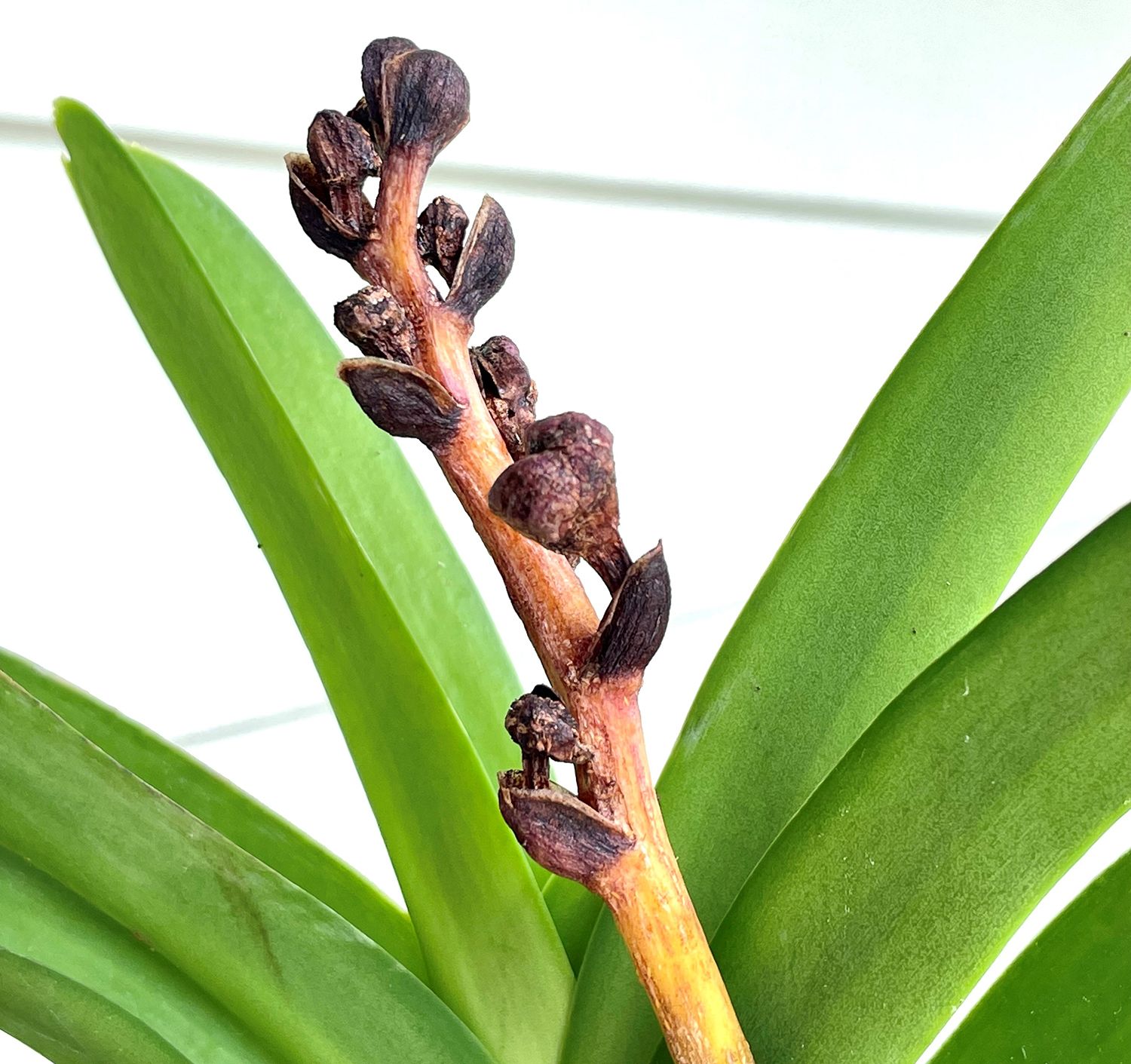 Yellow sticky ribbon and cards (available from Plant Products, a member of Biobest Group) are used to monitor pest population activities. 