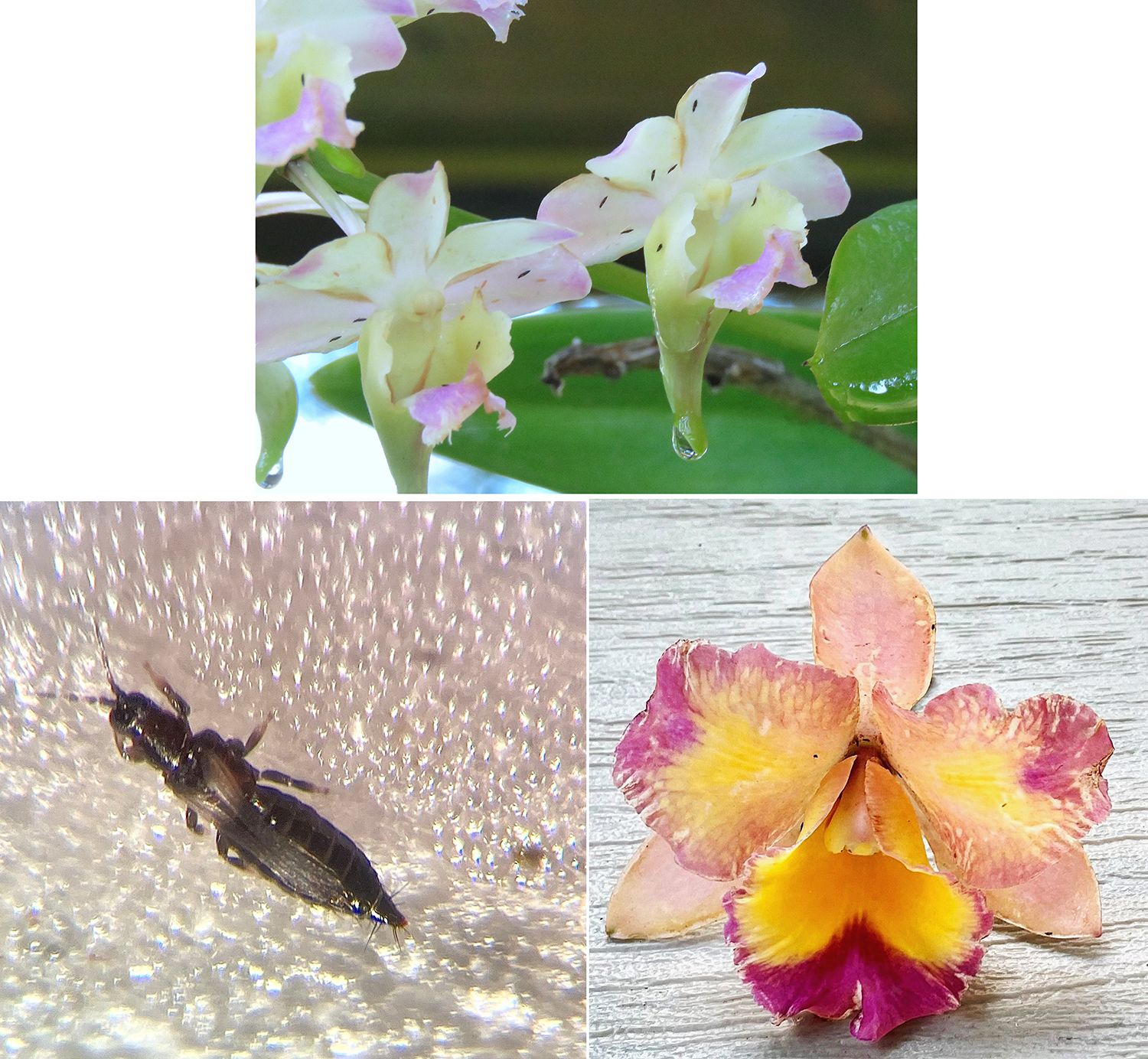 Yellow sticky ribbon and cards (available from Plant Products, a member of Biobest Group) are used to monitor pest population activities. 