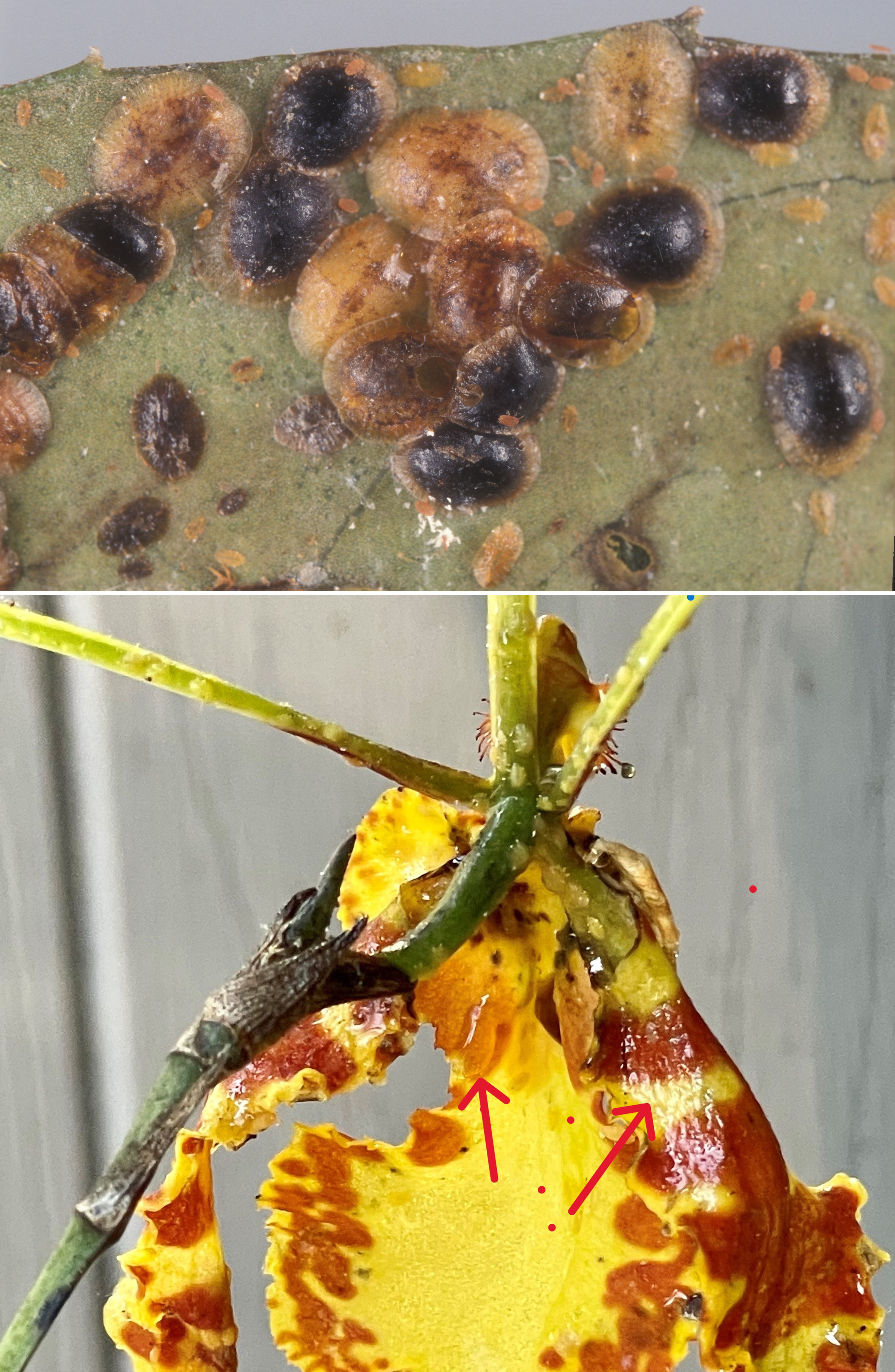 Yellow sticky ribbon and cards (available from Plant Products, a member of Biobest Group) are used to monitor pest population activities. 