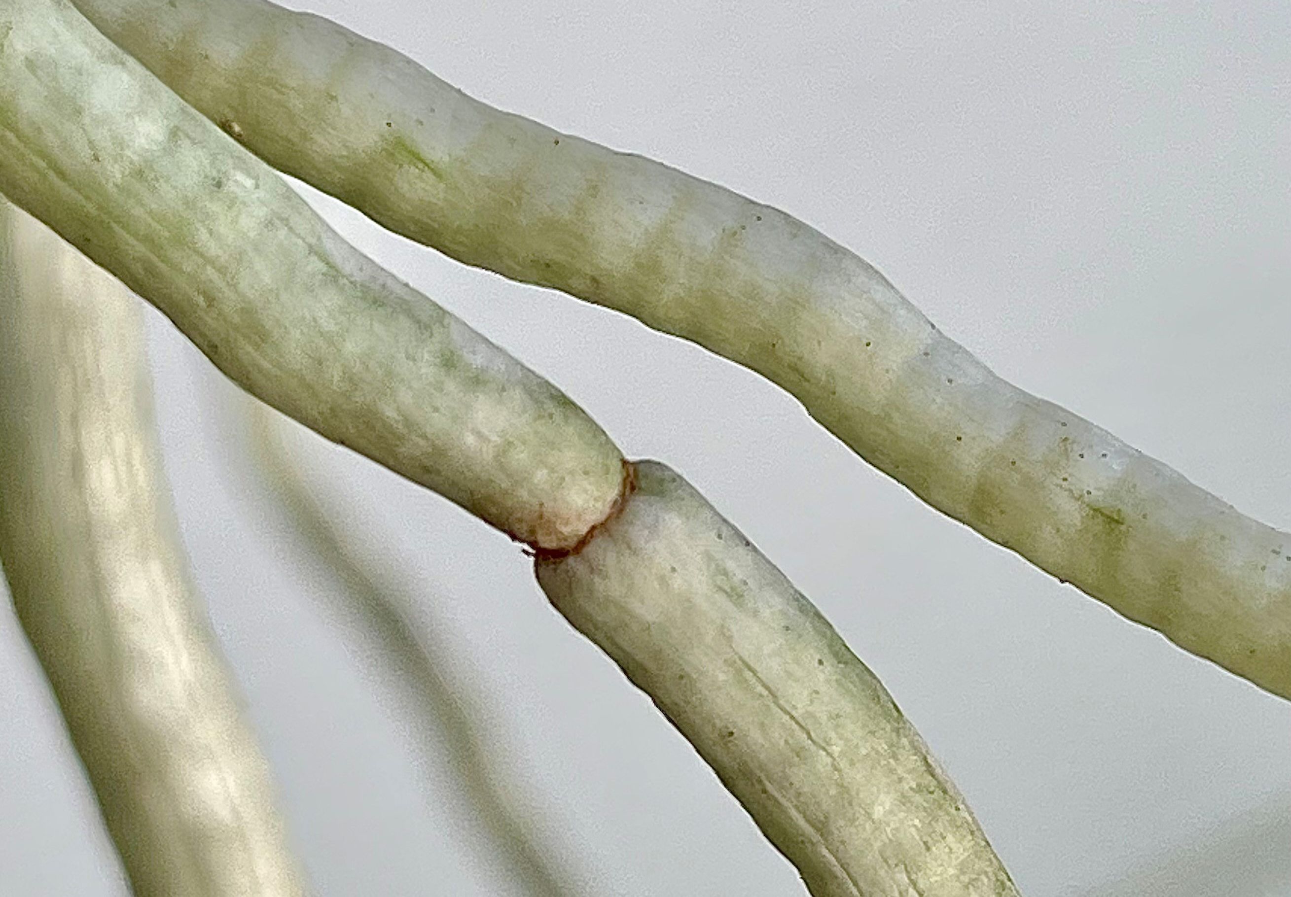 Yellow sticky ribbon and cards (available from Plant Products, a member of Biobest Group) are used to monitor pest population activities. 