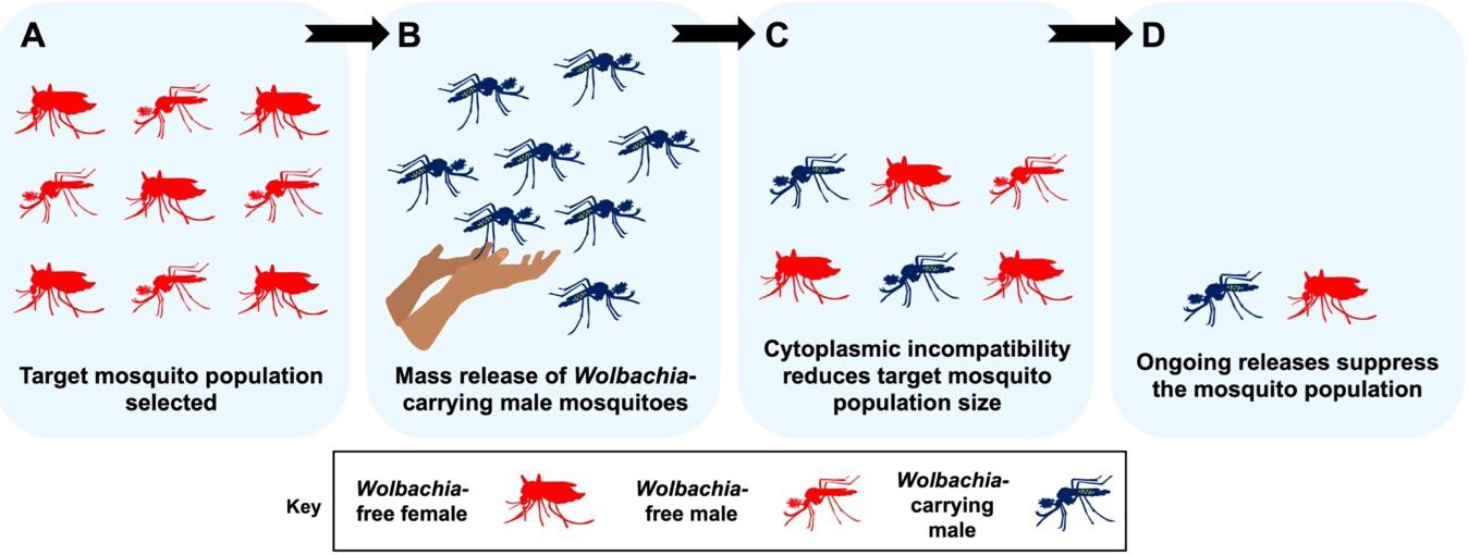 Mosquito population suppression using Wolbachia. This figure summarizes how Wolbachia-carrying mosquitoes are used to suppress mosquito populations. (A) A target mosquito population is selected, likely in an area with a high level of mosquito-borne disease. (B) Large numbers of Wolbachia-carrying male mosquitoes from the same mosquito species are released into the area. These releases continue for weeks or months. (C) The released, Wolbachia-carrying males mate with Wolbachia-free females from the target population. This causes cytoplasmic incompatibility, and, over time, the size of the target population decreases as few mosquito larvae are produced. (D) If releases of Wolbachia-carrying males continue, then the size of the target population may continue to fall and may even get close to zero. In this way, Wolbachia can be used to suppress mosquito populations. 