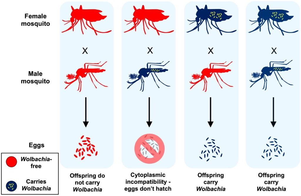 How cytoplasmic incompatibility works. This figure describes the status of mosquito offspring that result from different mating combinations when male and/or female mosquitoes carry Wolbachia. When male and female mosquitoes that are both free of Wolbachia mate, their offspring are also free of Wolbachia. When Wolbachia-infected male mosquitoes mate with Wolbachia-free females, cytoplasmic incompatibility occurs; their eggs don’t hatch; and no viable offspring are produced. Wolbachia-infected female mosquitoes produce viable offspring that carry Wolbachia after they mate with males that either carry Wolbachia or are free of Wolbachia. This reproductive advantage can help Wolbachia spread in mosquito populations. 