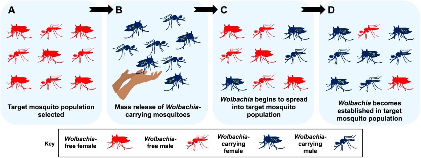 Mosquito population replacement using Wolbachia. This figure summarizes how Wolbachia can be used to replace mosquito populations. (A) A target mosquito population is selected, likely in an area with a high level of mosquito-borne disease. (B) Large numbers of male and female Wolbachia-carrying mosquitoes from the same species as the target mosquito population are released into the area. (C) Because of cytoplasmic incompatibility, releasing male Wolbachia-carrying mosquitoes reduces the number of Wolbachia-free mosquito larvae in subsequent generations. Meanwhile, releasing female Wolbachia-carrying mosquitoes helps to spread Wolbachia in the target population. At this point, a small proportion of the target mosquito population carries Wolbachia. (D) Over time, as mosquito releases continue, the number of Wolbachia-carrying mosquitoes in the population increases greatly and Wolbachia becomes stably established in the population without the need for further mosquito releases. Because of Wolbachia’s pathogen-blocking effects, these mosquito populations are now “immunized” against infections that can cause human disease. The disease-spreading mosquito population has now been replaced by a Wolbachia-carrying, disease-resistant mosquito population. 