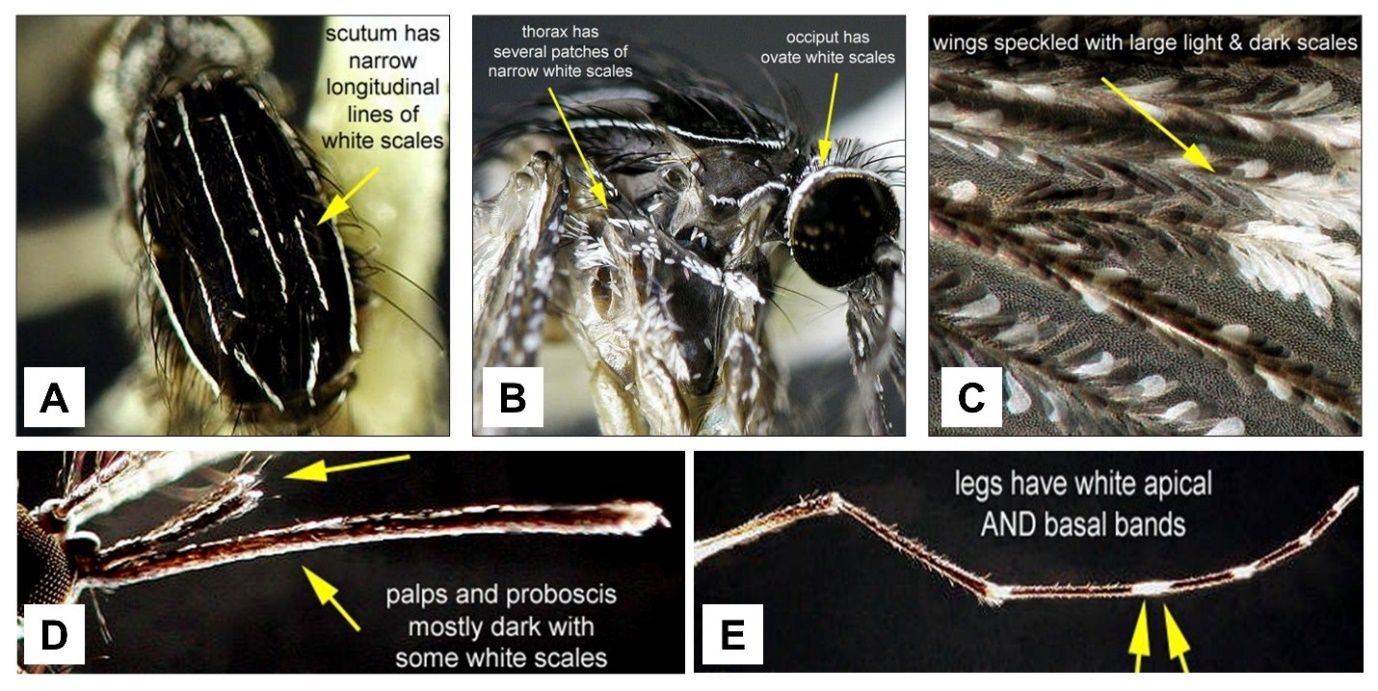 Close-up of a spider's head

Description automatically generated