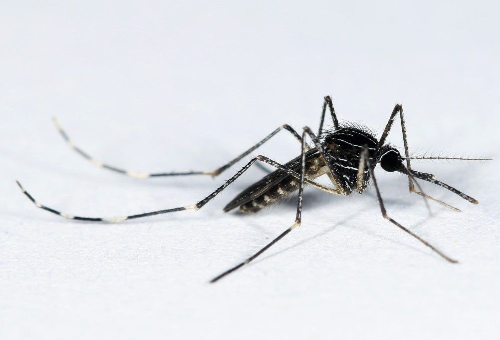 A close-up of a mosquito

Description automatically generated