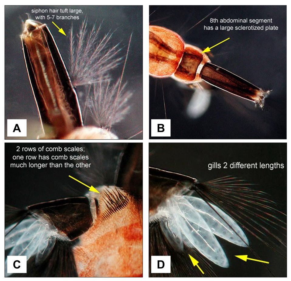 Orthopodomyia signifera larval characteristics. A. Large hair tuft with five to seven branches arising approximately from the middle of the respiratory siphon; B. Large, dark sclerotized plate on the eighth abdominal segment; C. Two rows of comb scales, with one row much longer than the other, on the eighth abdominal segment; D. Anal gills, paired structures on the anal segment at the end of the abdomen, that are two different lengths. 