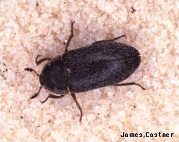 Figure 1. Adult black carpet beetle, Attagenus unicolor (Brahm).