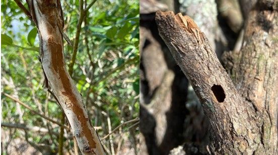 A blueberry branch with a reddish-brown  tunnel, where the branch is matte from the packed frass. A close up of an exit hole in blueberry cane, with a distinctive "D" shaped exit hole.