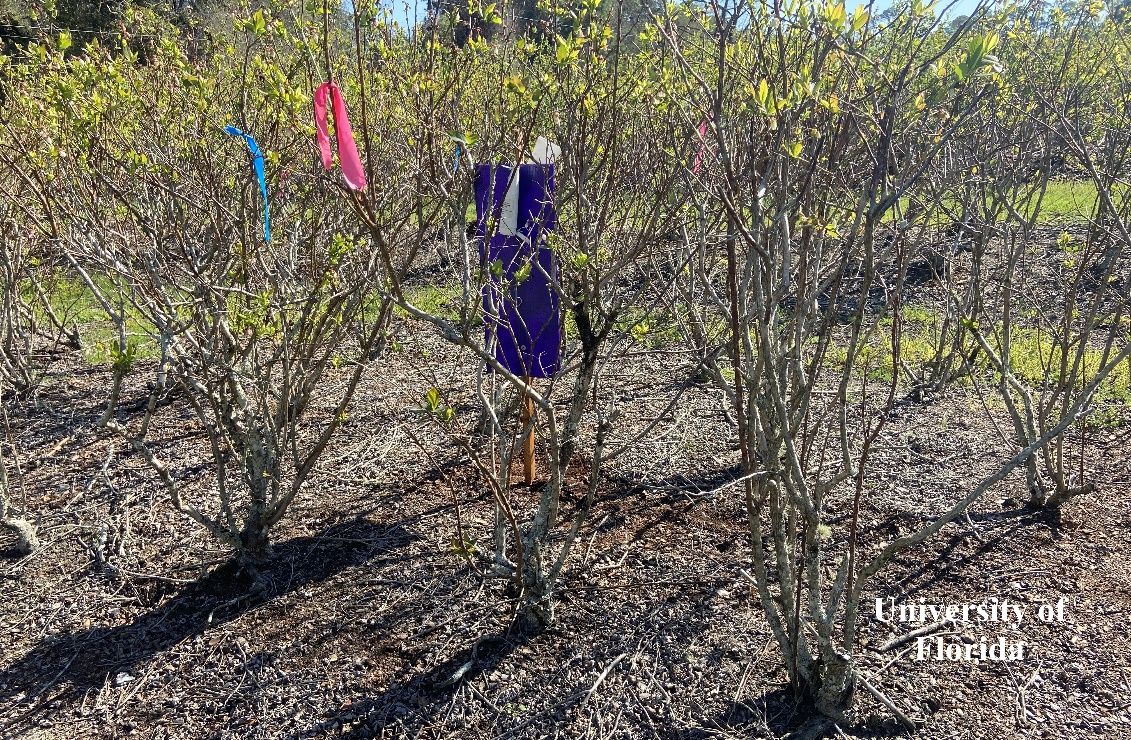 A purple panel trap within a cluster of blueberry bushes.