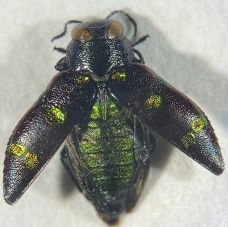 The image portrays Chrysobothris chrysoela with its elytra spread, showing off the metallic green abdomen. The beetle is shiny black, with yellow-green spots that resemble coins on its elytra.
