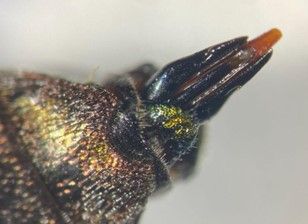 The aedeagus of Chrysobothris femorata is black, with asymmetrical lateral lobes. The median lobe is flat and orange.