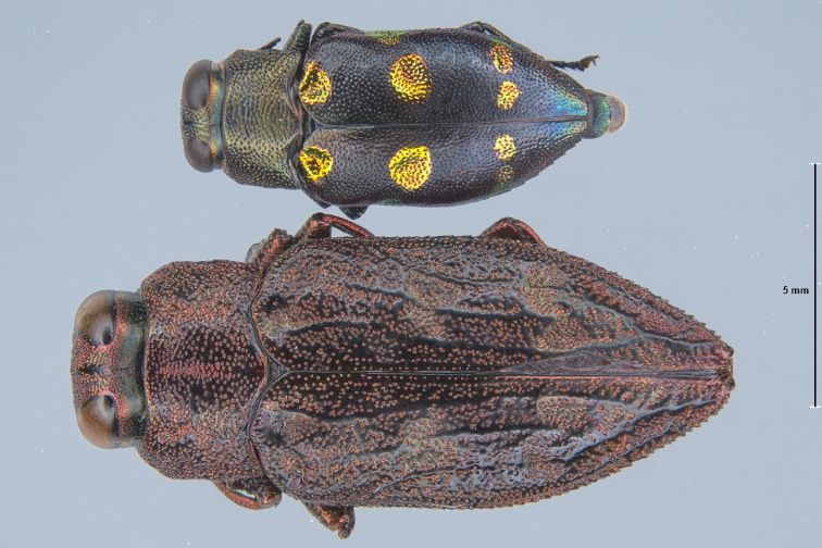 A large coppery brown beetle with black striations on the elytra on the bottom of the photo.

A smaller, iridescent blue-black beetle with yellow "coin-like" symmetrical dots on the elytra.