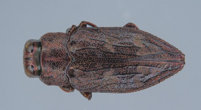 A large coppery brown beetle with black striations on the elytra.
