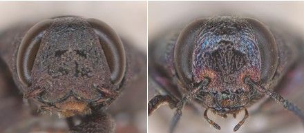 The image on the left displays a frontal viewpoint of Chrysobothris femorata, where it is more matte brown, with a distinctly rounded clypeus that has a "cinch" in the middle. The image on the right has a frontal viewpoint of Chrysobothris cribraria, where the beetle's clypeus is seen to be flat, with no distinctive notch.