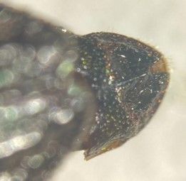 The female Chrysobothris femorata genitalia is shiny black-brown, with a raised ridge in the center. The "valleys" on the opposite side of the ridge are triangular and deep. The apex of the ovipositor has a deep cinch that makes a "v" shape.