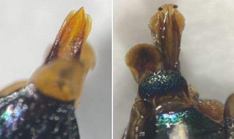 The male genitalia of chrysobothris chrysoela is brownish-yellow and paper-like in thinness. The median lobe is flat and comes to a sharp point. The genitalia of female chrysobothris chrysoela is flat and translucent yellow. There are dark brown stripes that lead to the tip, with two distinctive brown dots at the apex.