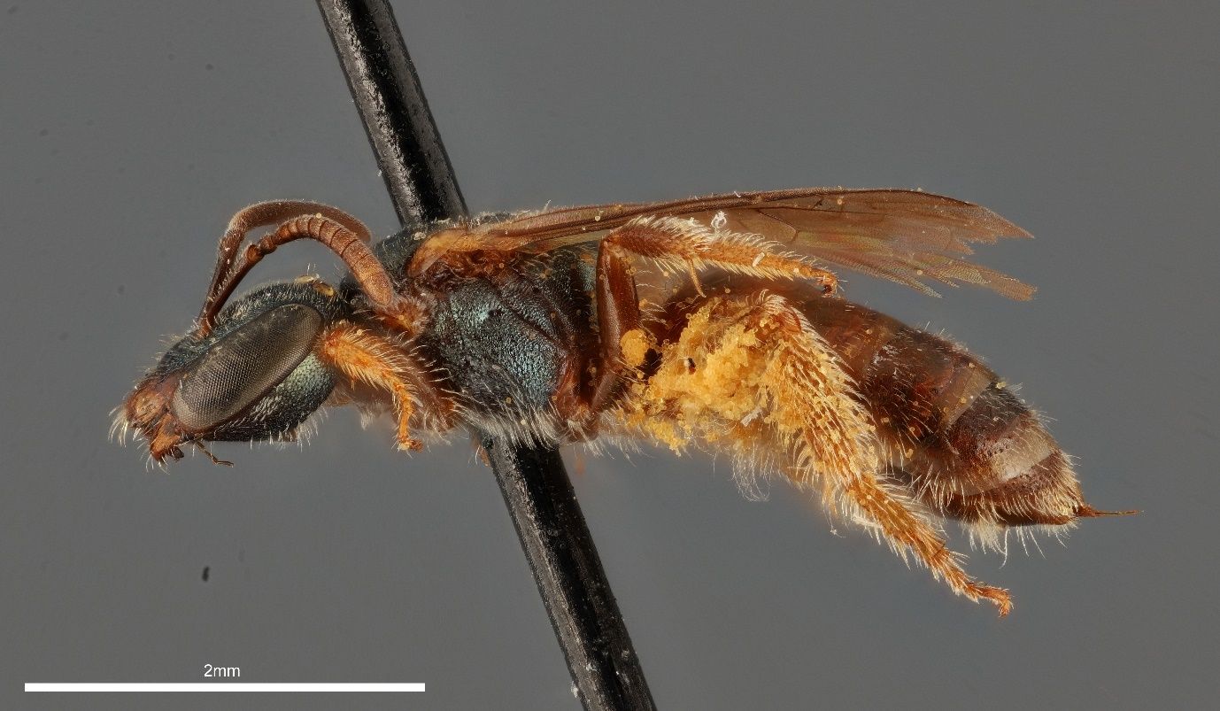 A close-up photo of a bee specimen speared by a black pin and shown from the side against a grey background. The bee has a dull metallic head and thorax with a brown abdomen and has clear wings. The black stem of the pin transects the bee and the image.