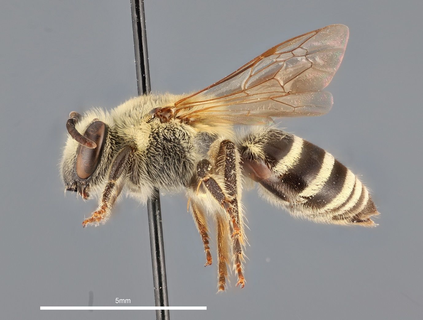 A close-up photo of a bee specimen speared by a black pin and shown from the side against a grey background. The bee is black and covered in tan hairs except for its striped abdomen and has light brown wings. The black stem of the pin transects the bee and the image.