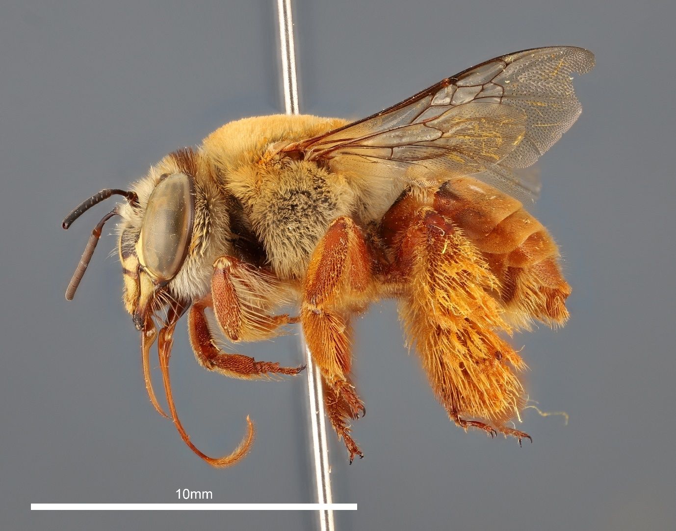 A close-up photo of a bee specimen speared by a metallic pin and shown from the side against a grey background. The bee is orange and covered in dense tan hairs and has light brown wings. The metallic stem of the pin transects the bee and the image.