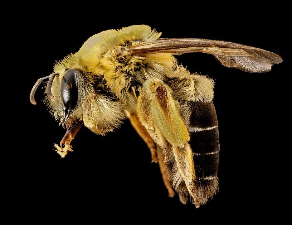 A close-up photo of a bee specimen shown from the side against a black background. The bee is covered in dense yellow hairs except for its black abdomen and has light brown wings.