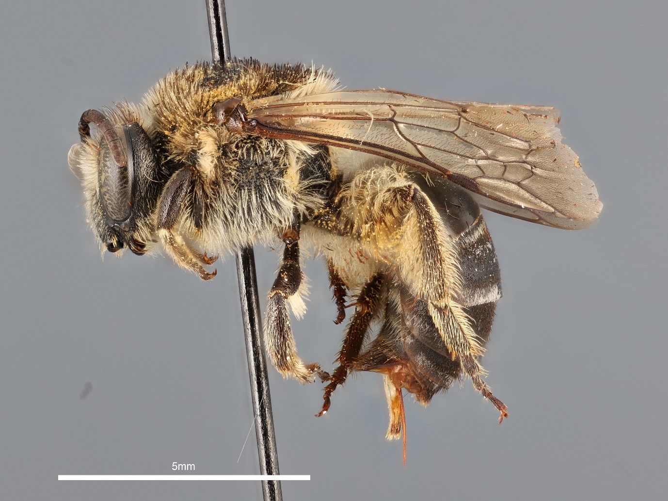 A close-up photo of a bee specimen speared by a black pin and shown from the side against a grey background. The bee is black and covered in tan hairs and has light brown wings. The black stem of the pin transects the bee and the image.