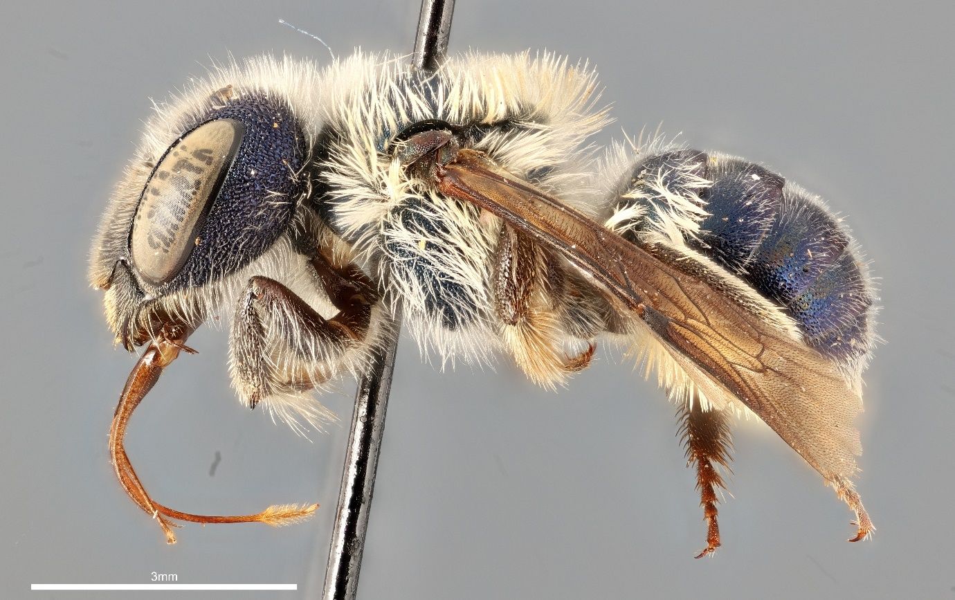 A close-up photo of a bee specimen speared by a black pin and shown from the side against a grey background. The bee is blue and covered in dense white hairs and has brown wings. The black stem of the pin transects the bee and the image.