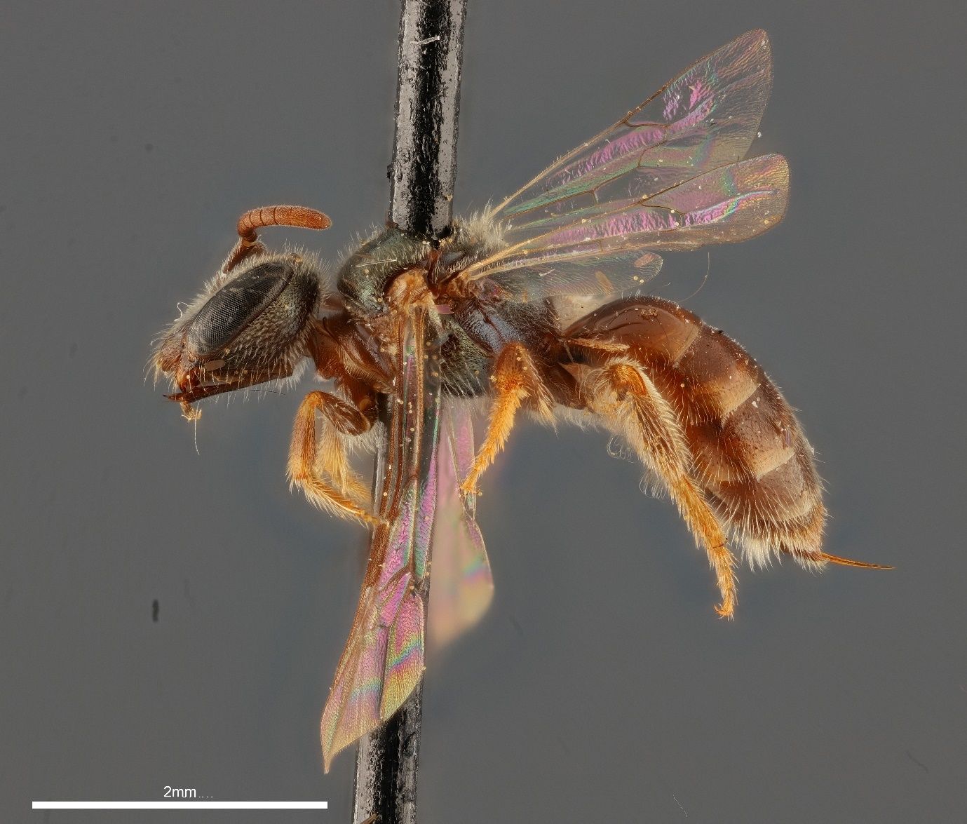 A close-up photo of a bee specimen speared by a black pin and shown from the side against a grey background. The bee has a dull metallic head and thorax with a brown abdomen and has clear wings. The black stem of the pin transects the bee and the image.