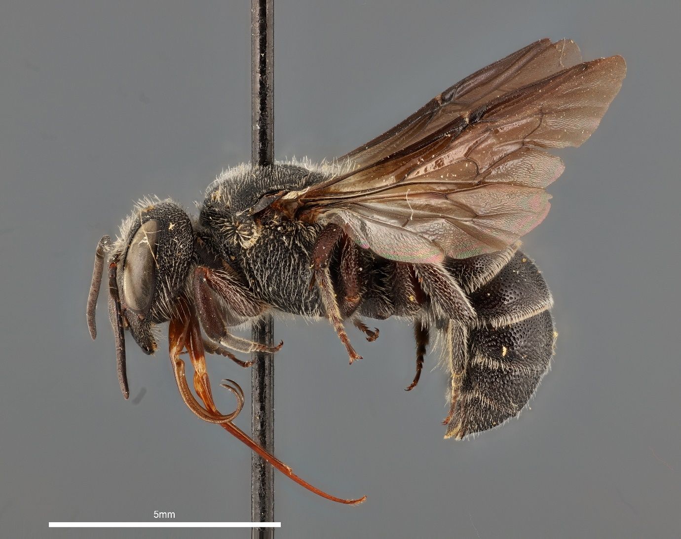 A close-up photo of a bee specimen speared by a black pin and shown from the side against a grey background. The bee has a entirely black and has dark brown wings. The black stem of the pin transects the bee and the image.