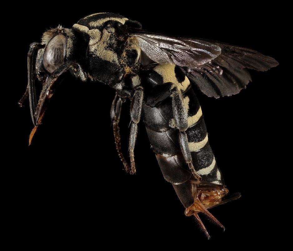 A close-up photo of a bee specimen shown from the side against a black background. The bee is black with very short yellow hairs that form stripes and markings and has black wings.