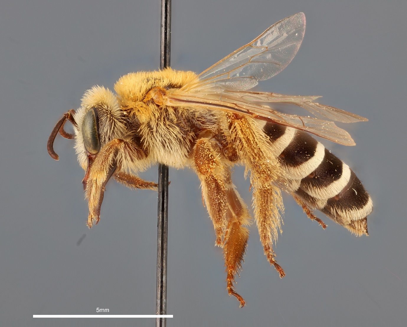 A close-up photo of a bee specimen speared by a black pin and shown from the side against a grey background. The bee is brown and covered in yellow hairs except for its black and white striped abdomen and has clear wings. The black stem of the pin transects the bee and the image.